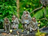Nenechavé opice v okolí Ubudu.jpg